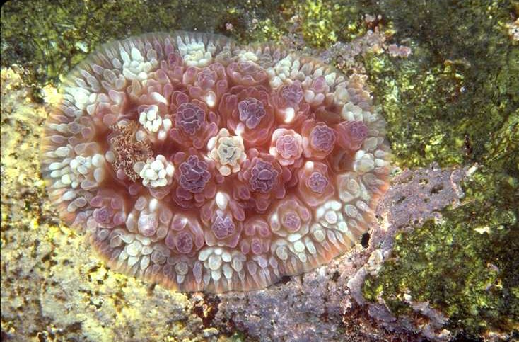 Dendrodoris tuberculosa